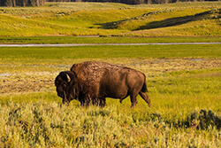 Yellowstone & Grand Teton National Park